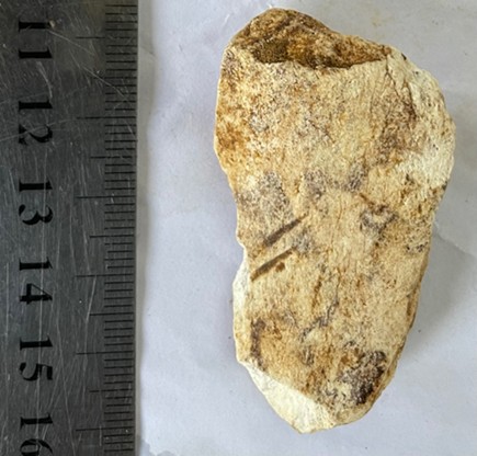 Cervid teeth from complex I