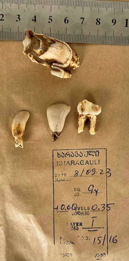 Cut-marked bone from complex I